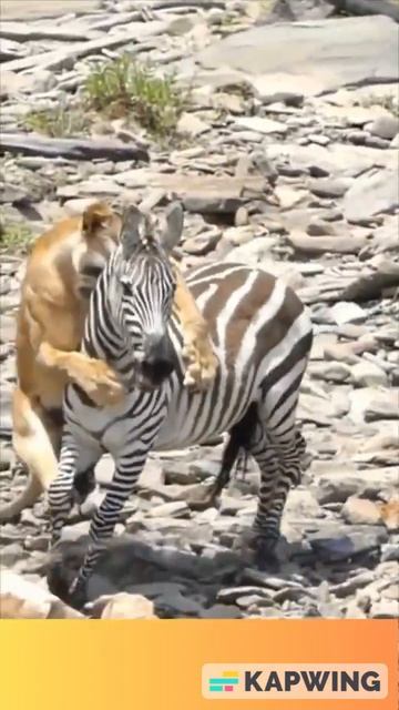 LIONESS ATTACKS AN ZEBRA AT A WATERHOLE! #lol #shortsvideo #epicfails #fails #lionesses #zebras смотреть онлайн