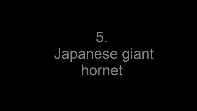 Top 10 Most Dangerous Insects List смотреть онлайн