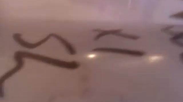 Bio Cube Update Day 10 смотреть онлайн