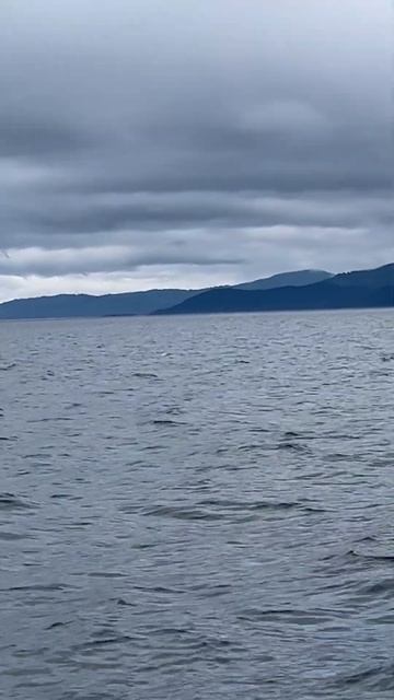 Killer Whale Pod смотреть онлайн