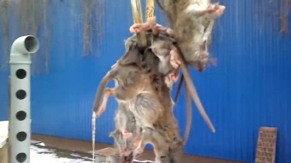 БОРЬБА с Крысами