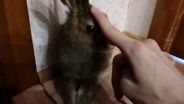 повседневная жизнь зайца смотреть онлайн