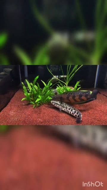 Channa Sanca VS Channa Dayak. #chana #shorts #channaindonesia #viral #channamaru #snake смотреть онлайн