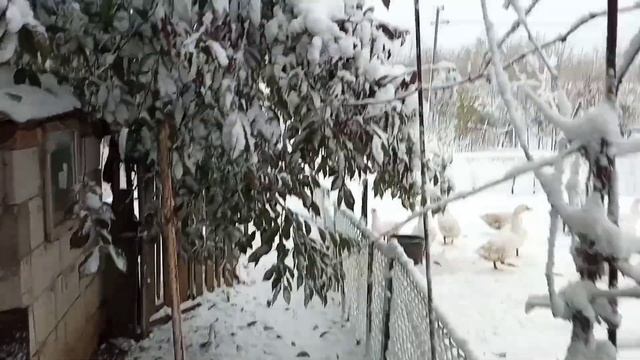 Зима пришла☃️Работы прибавилось Куры в шоке Зато утки и гуси довольны смотреть онлайн
