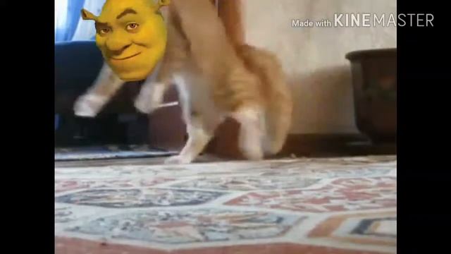 Кот Шрэк смешно ушёл 😆😆😆😁😁😂😀👍👍💢💣💥 смотреть онлайн