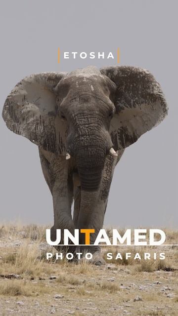 Lone Elephant filmed in Etosha - Untamed Photo Safaris смотреть онлайн