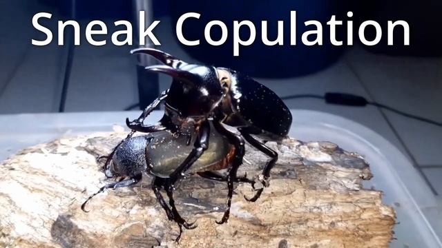 The Atlas Beetle's Greatest Threat: The Parasitoid Wasp смотреть онлайн
