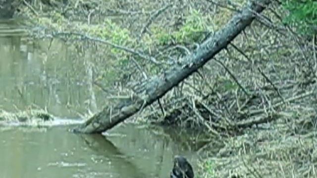 Бобер в лесной речке смотреть онлайн