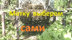 Пчелы сами меняют и выбирают маток