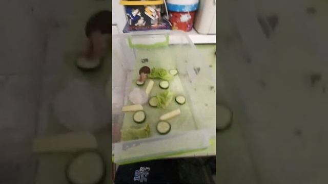 Улитки на прогулке 2. смотреть онлайн