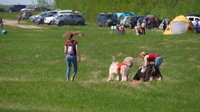 Афганская борзая DRIM NEISHN ANDANTE (к) и SALAM ISFAHAN FANTASTIC ART (б) смотреть онлайн