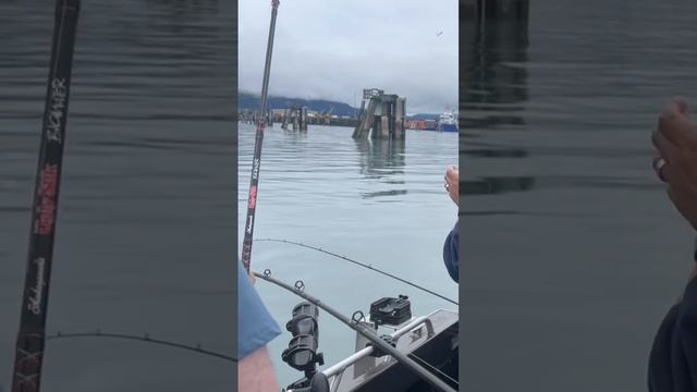 Herring Madness, Catching Our Own Halibut Bait смотреть онлайн