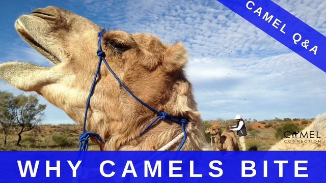 Why Camel Bite? смотреть онлайн