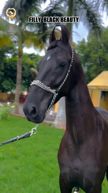 Filly black beauty #marwarihorse #horse #shorts смотреть онлайн