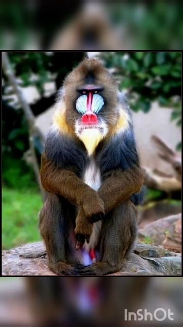 Mandrill vs Gelada baboon /WHO WILL WIN #geladababoon #mandrill смотреть онлайн
