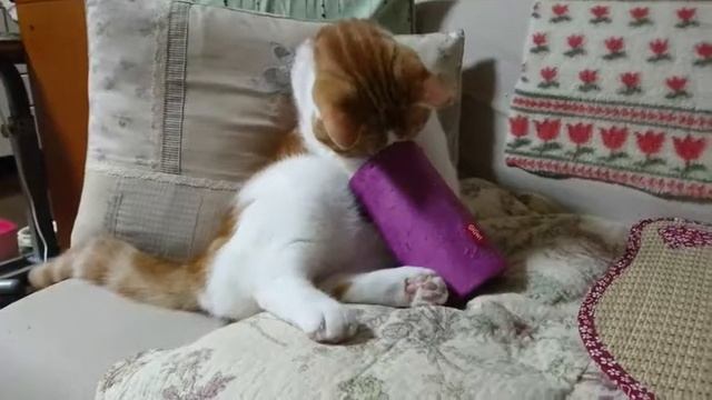 メロディチェイサーで遊ぶ猫の ゆずにゃん君 。 смотреть онлайн