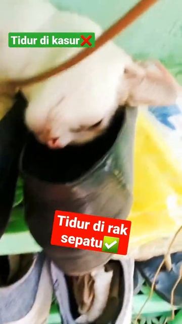 si manis tidur pulas di rak sepatu#short #kucingputih смотреть онлайн