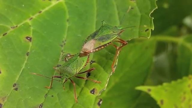 ツノアオカメムシ/Pentatoma japonica 01_100919 смотреть онлайн