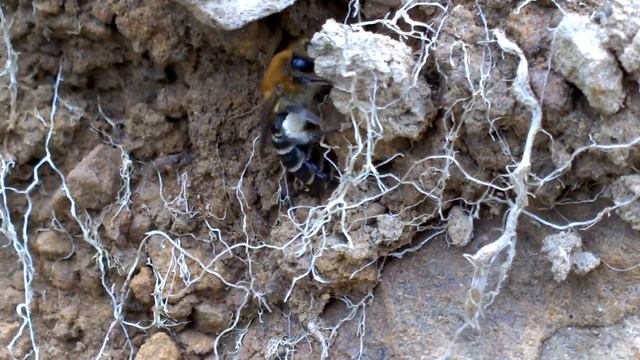 Solitary bee. colletes summert😶 смотреть онлайн