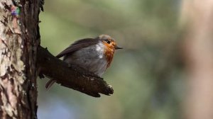 Зарянка | Голоса птиц | Звуки весеннего леса