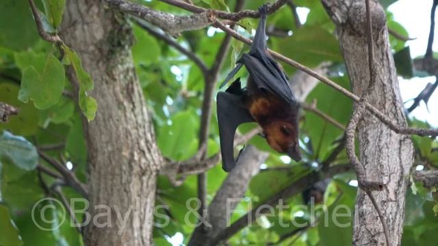Island Flying Fox squabble, Malaysia. 20201031_072542.uhd смотреть онлайн