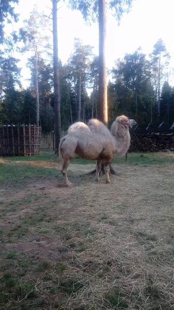 Верблюд на съемку и покататься | 8 999(877)44-90 Москва смотреть онлайн