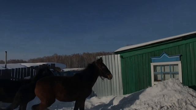 Коля смотреть онлайн