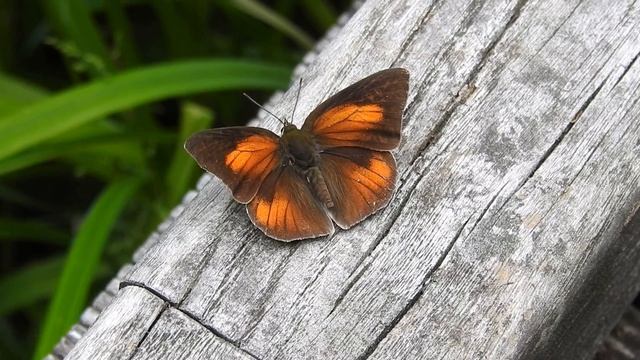 ムビる13082 ウラギンシジミの開翅 uraginshijimi смотреть онлайн
