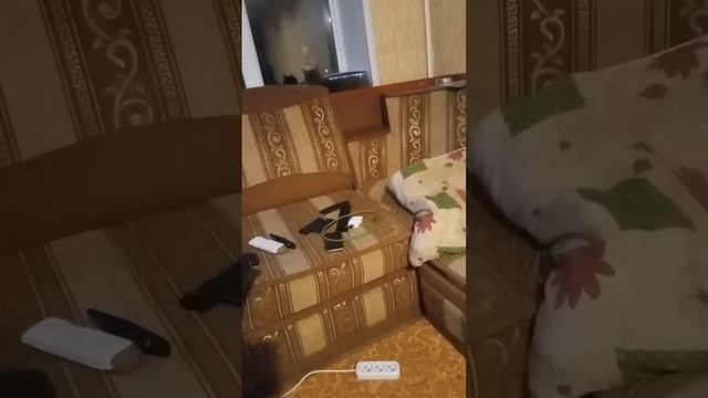 вечерний сбор питомцев смотреть онлайн