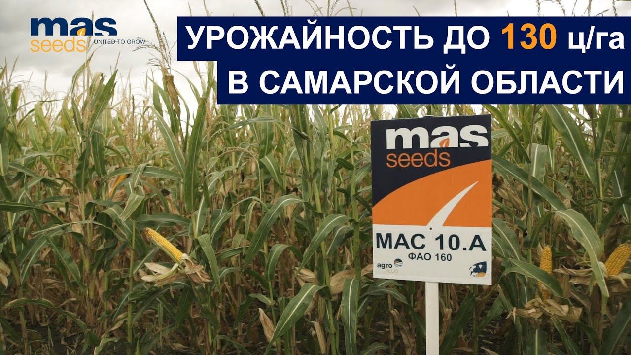 Универсальный гибрид кукурузы МАС 10.А дает урожайность 130 ц/га! смотреть онлайн