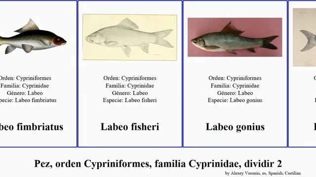 Pez, orden Cypriniformes, familia Cyprinidae, dividir 2 labeo labeobarbus hypselobarbus garra fish смотреть онлайн