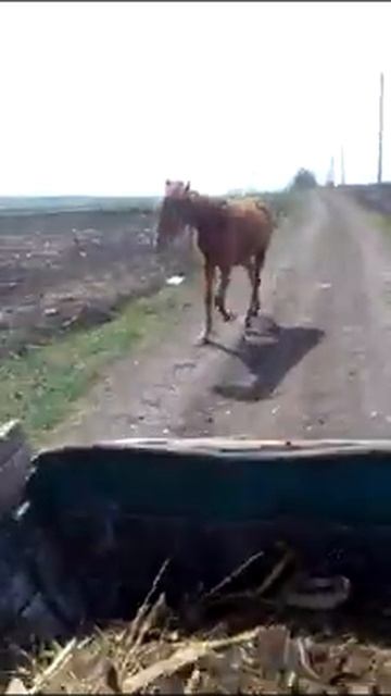 Лошадь бегает 2 часть смотреть онлайн