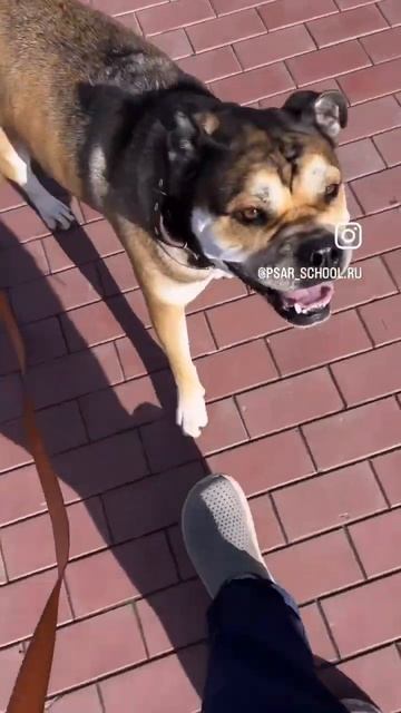 ИНДИВИДУАЛЬНЫЕ ЗАНЯТИЯ | САМАРА | ВЫЕЗД КИНОЛОГА смотреть онлайн