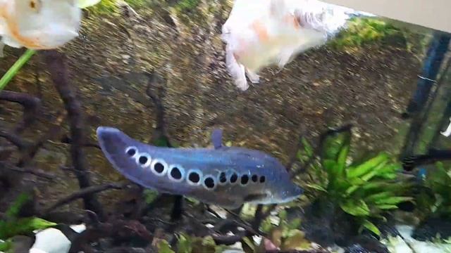 Индийский Нож, Chitala ornata смотреть онлайн
