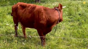 Домашние животные для детей Учим звуки животных