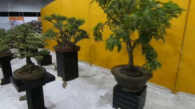 The journey of Mrs. Prajakta Kale from being the Bonsai Master to the Guinness World Records winner смотреть онлайн