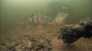 НАШЁЛ СТАРУЮ КОРЯГУ И ОПУСТИЛ ТУДА БАЛАНСИР! РЫБАЛКА С ПОДВОДНОЙ КАМЕРОЙ