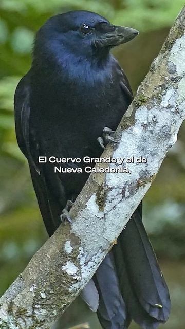 ¿Los cuervos pueden hablar? смотреть онлайн