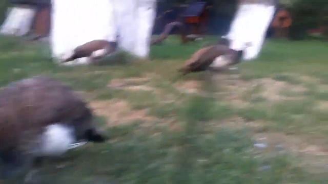 What do peacocks look like смотреть онлайн