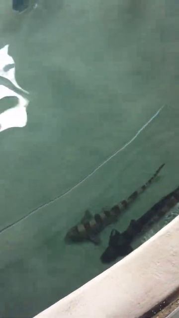 Big Stingray with long tail at Sea World 2018. смотреть онлайн