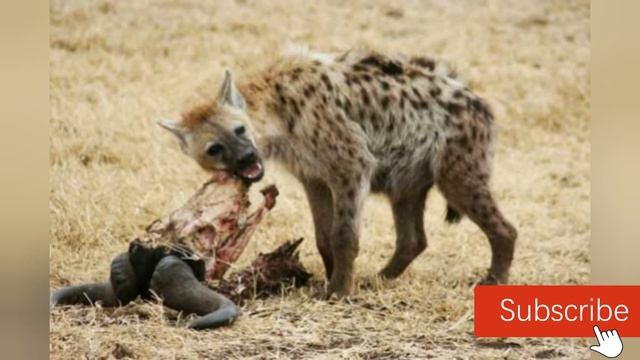 ما هو الحيوان الذي يكون سنة ذكر وسنة انثى؟؟؟ Animal year male and female year смотреть онлайн