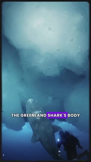 The Greenland Shark: Incredible Persistence of the Greenland Shark смотреть онлайн