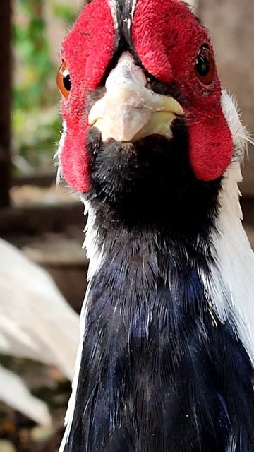 #фазан #птицы #птица #shorts смотреть онлайн