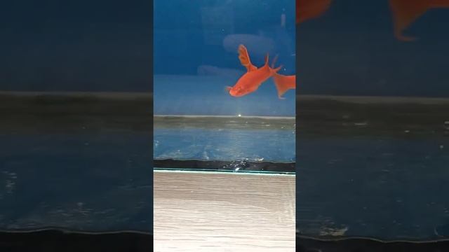 красные .1 смотреть онлайн