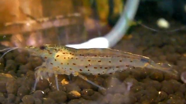 Caridina multidentata смотреть онлайн