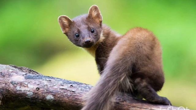 мелкие зверьки и грызуны смотреть онлайн