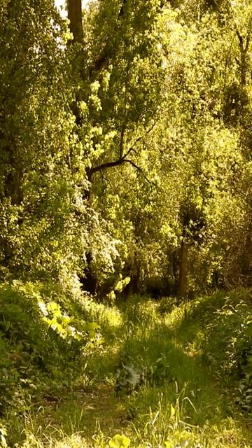 Relax for a Minute - Wetlands Bird Song #shorts #relaxation #nature смотреть онлайн