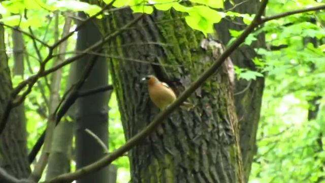 Ptasi mix / zięba zbiera na gniazdo / birds 29.4.2019 F смотреть онлайн