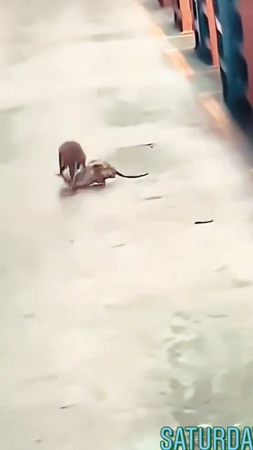 Rats Fighting 🤣🤣🤣#rats #fighting #viralshort #youtubeshorts#shortsfeed #viral #trending#tiger3#shor смотреть онлайн
