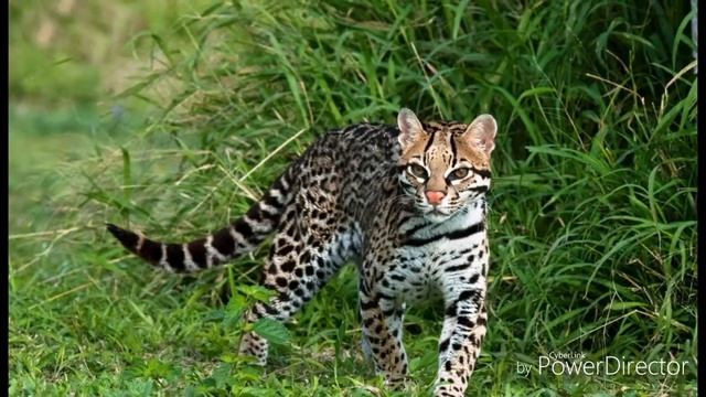 Котики и природа🌱 смотреть онлайн
